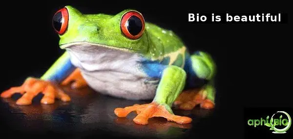 Aphibio — photo