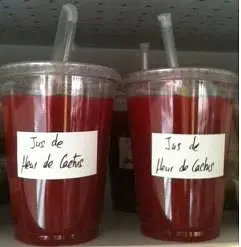 Cactus à  — photo