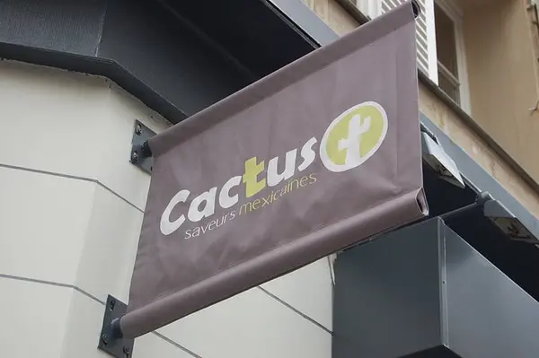 Cactus à  — photo