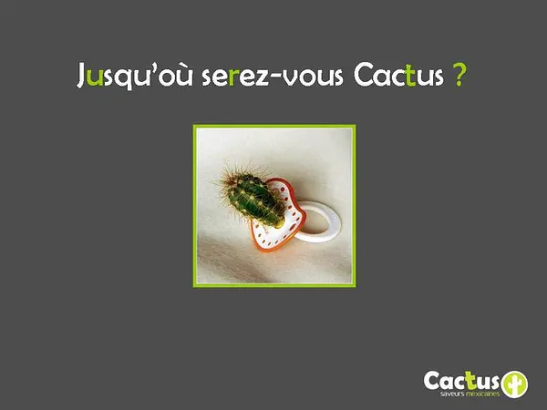 Cactus à  — photo