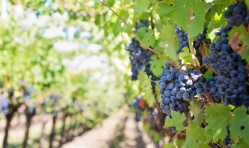 Pourquoi pas la franchise BiBoViNo ?