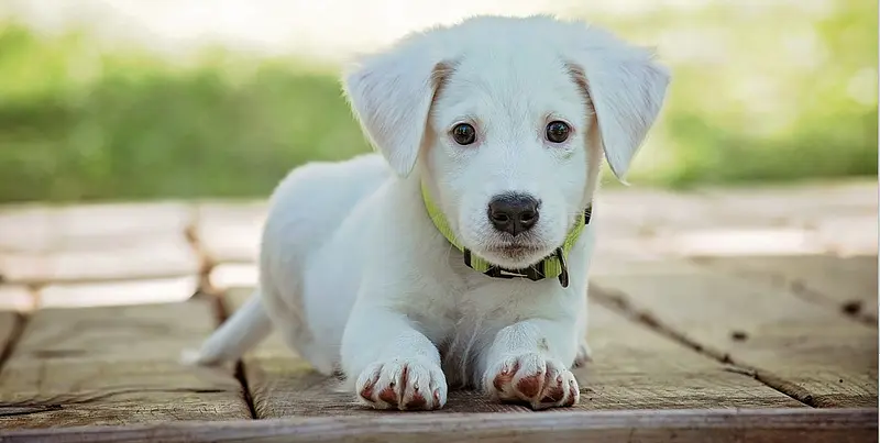 Comment ouvrir votre franchise de service animalier?